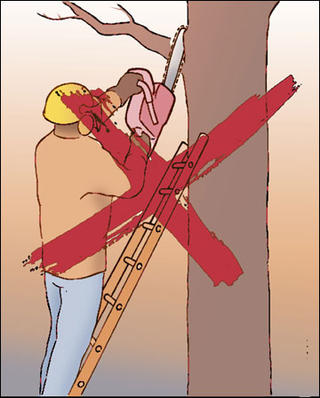 Trees, Saws and Ladders Don&#039;t Mix!