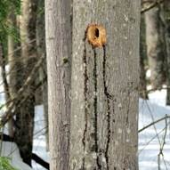 pruning 
