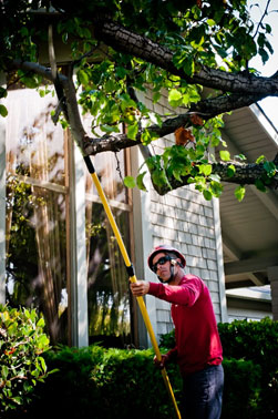 Don't Use Climbing Spikes When Pruning Trees